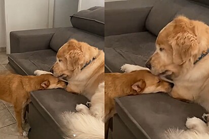 Tutora flagra seu cão Golden tratando vira-lata caramelo recém-adotada com carinho, e cena viraliza.