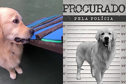 Os aulunos precisam aprender a se comportar diante das leis caninas.