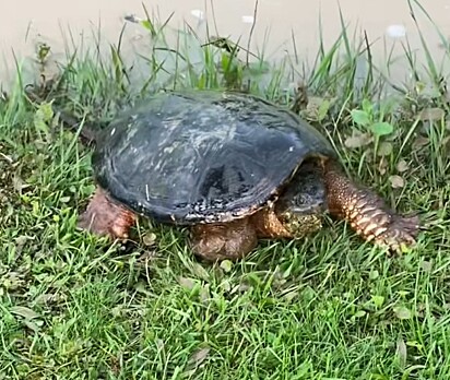 Esse animal possui uma aparência pré-histórica.