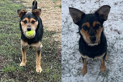 Mulher adota pet idêntica à sua cachorrinha e, através de teste de DNA, descobre a verdade.