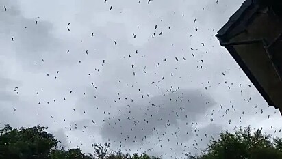 Estima-se que cerca de 5 mil gaivotas estejam sobrevoando o local diariamente.