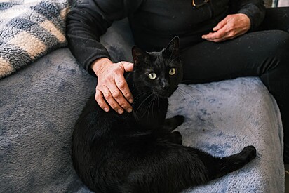 Cães e gatos se beneficiam dessa técnica.