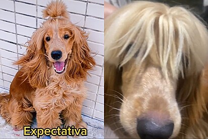 Esculhambaram meu cachorro: pet shop erra feio na tosa de cão cocker e tutora fica sem chão.