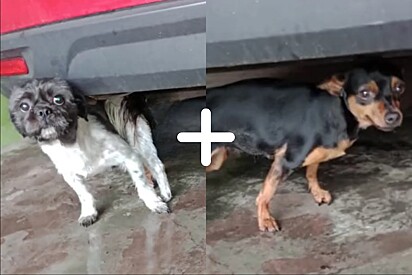 Cão shih-tzu cruza por acidente com cadela pinscher e nascem filhotes da raça mais desejada do momento.