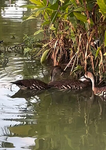 Sarah viu três patos na lagoa e se surpreendeu ao perceber um deles aparentemente morto entre eles.