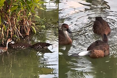 Mulher vê patos empurrarem pato morto em sua direção - então ela percebe o que eles realmente queriam.