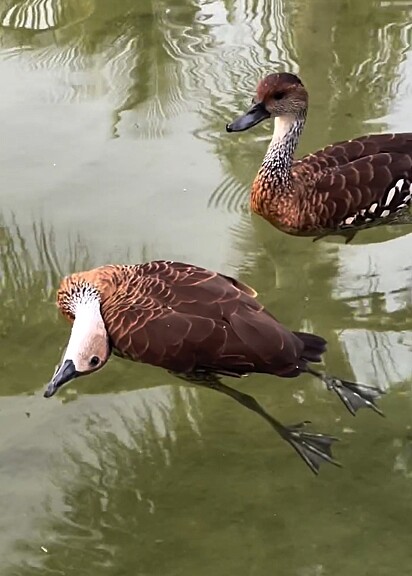 Os patos levaram o supostamente morto até Sarah como um pedido de socorro.