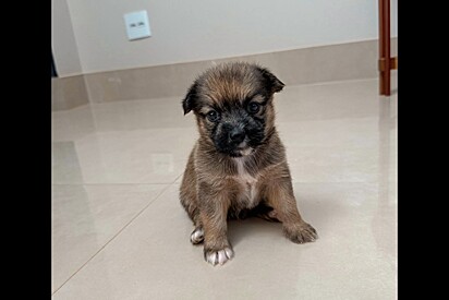 Moça encontra pessoa doando filhotes de Shih-tzu, adota um, mas meses depois descobre que foi enganada.