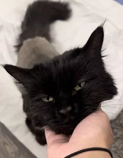 Apesar da negligência Xena é muito dócil.