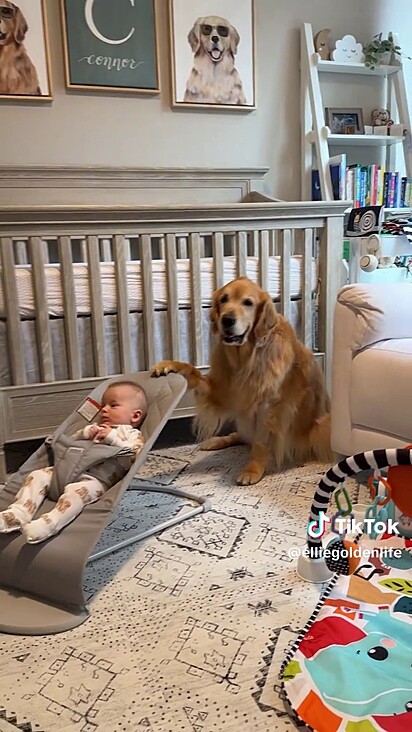 A cachorrinha adorava embalar o bebê.