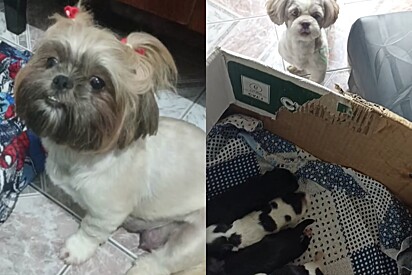 Após filhotes nascerem diferentes, cachorrinha shih-tzu não deixa pai se aproximar.