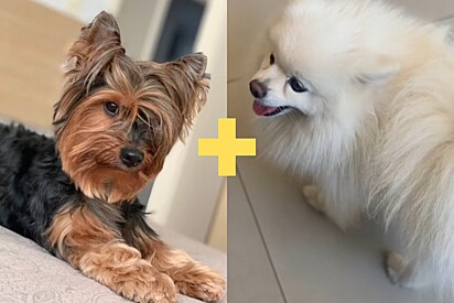 Cão Lulu da Pomerânia cruza acidentalmente com yorkshire e beleza de filhote impressiona web