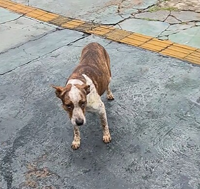 A cachorrinha se aproximou de Mariana para pedir ajuda.