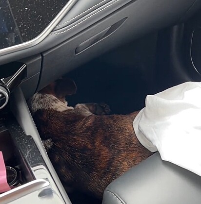 Na primeira oportunidade, a cachorrinha pulou para dentro do carro.