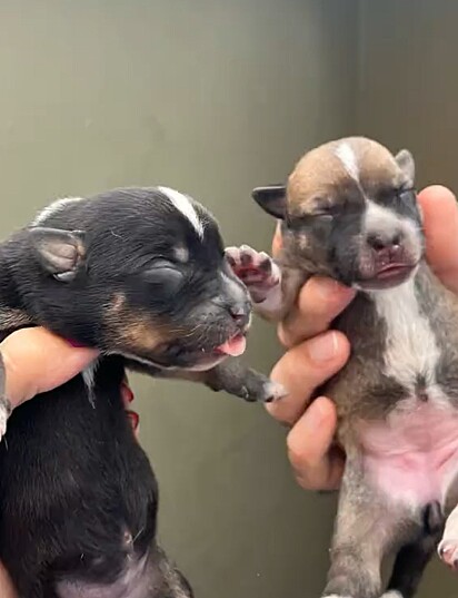 A cachorrinha deu á luz onze filhotes.