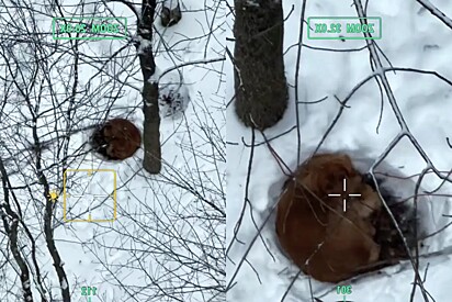 Drone filma momento que cachorro perdido na neve finalmente ouve a voz de tutor novamente.