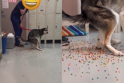 Ele evacuou uma chuva de bolinhas coloridas.