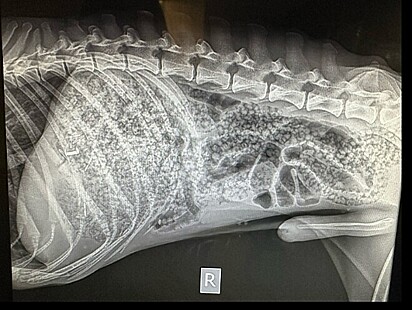 O cão precisou passar por uma cirurgia para remover tudo.