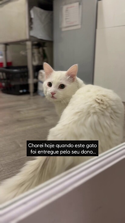 O gatinho atraiu possíveis adotantes.