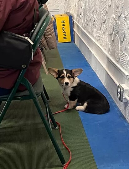 Porém, a cachorrinha não gostou tanto assim do evento e preferiu acompanhar à distância.