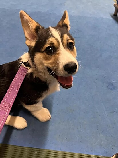 Cannoli, é uma corgi de três meses.