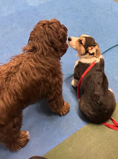 A cachorrinha foi levada pelos tutores para um evento de socialização de cães.