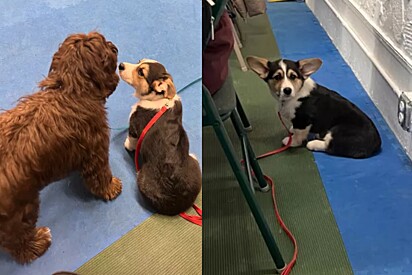 Cachorro corgi sem habilidade social comparece a evento de filhotes - e se arrepende profundamente.