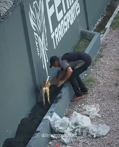 O caramelo trabalhando na jardinagem.