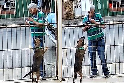 Ao olhar câmera de segurança, homem se impressiona ao ver o que idoso trouxe para o seu cachorro.