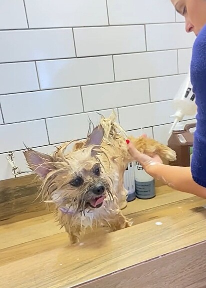 Amora é uma de Shih-tzu com Spitz Alemão.