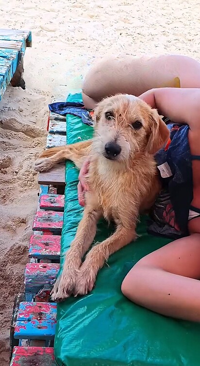 Mais tarde, descobriu-se que o cão tinha dona!