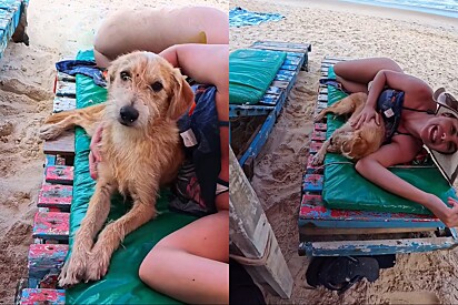 Turista chama cachorrinho da praia de fiapo de manga e, 15 segundos depois, ganha um novo cachorro.