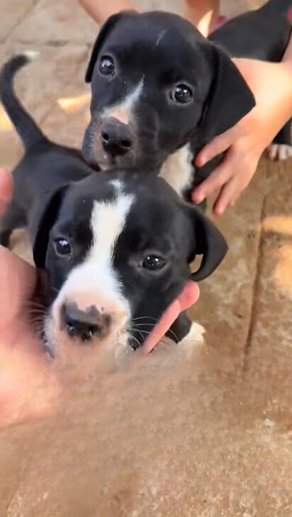 Mulher ganha duas cachorrinhas filhotes de pitbull com pinscher.