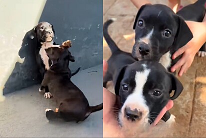 Após um ano, tutora mostra evolução de filhotes da mistura de pinscher com pitbull e característica chama atenção.