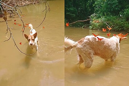 Apesar de muito fofo existe uma explicação por trás do fenomêno.