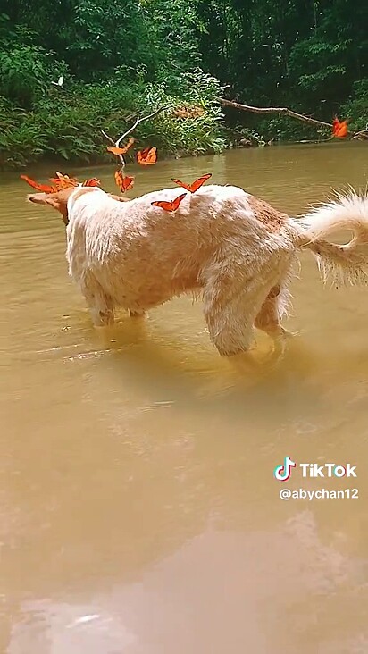 O cão não sabe o que fazer para se livrar delas.