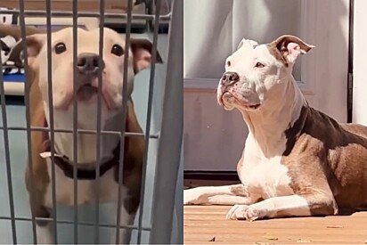 Na última hora mulher salva pitbull amorosa da eutanásia e ganha a melhor enfermeira do mundo.