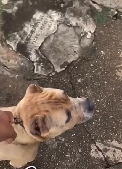 A idosa não suportou imaginar ficar sem a sua cachorrinha pitbull.