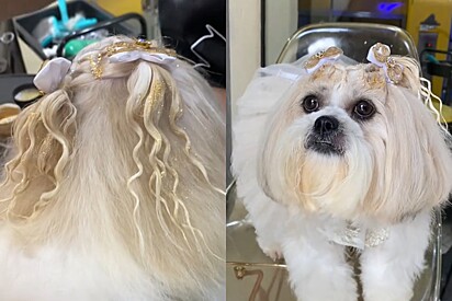 Cachorra shih-tzu se produz toda para ser dama de honra e faz a entrada mais perfeita