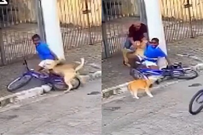 Gato laranja vira herói após defender menino perseguido por cão e vídeo viraliza.