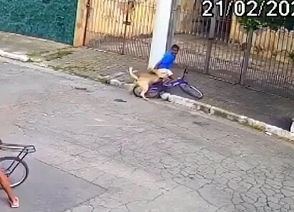 A criança foi atacada por um cachorro.