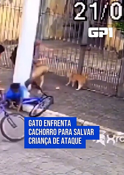 Gato laranja salva criança de ataque de um cachorro.