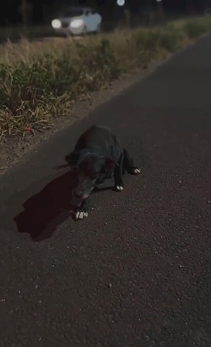 A cachorrinha se aproximou com cautela.