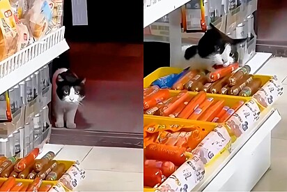 Dona de loja tem atitude surpreendente com gata que todos os dias roubava salsichas.