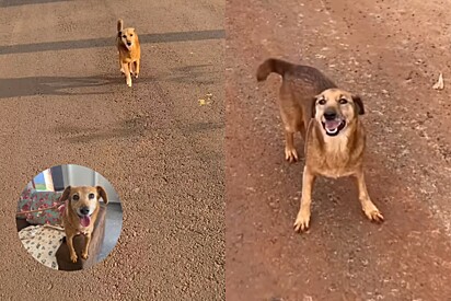 Um dia após perder seu cão, moça se assusta com vira-lata idêntico que veio ao seu encontro.