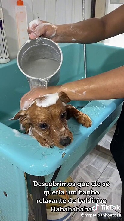 O cão se acalmou com o baldinho.