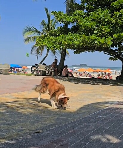 O border collie sabe adestrar os humanos.