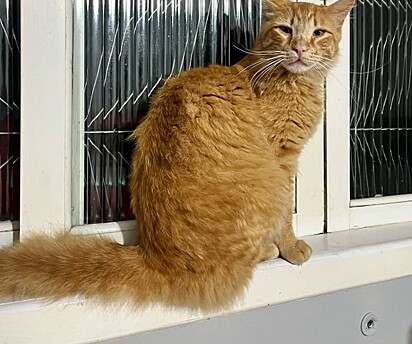 Beatriz Andiara adotou o gatinho.