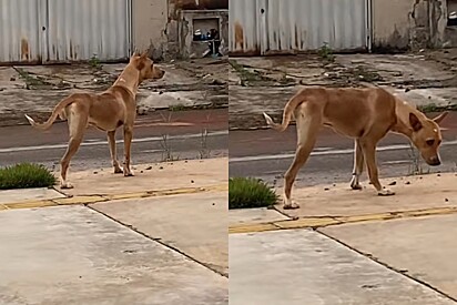 Funcionária vê o que patrão fez para cachorrinho de 3 patas que apareceu na empresa e não acredita