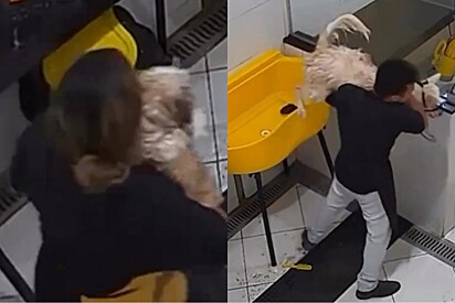 No meio do banho, funcionários de petshop são obrigados a sair correndo com cachorros no colo.